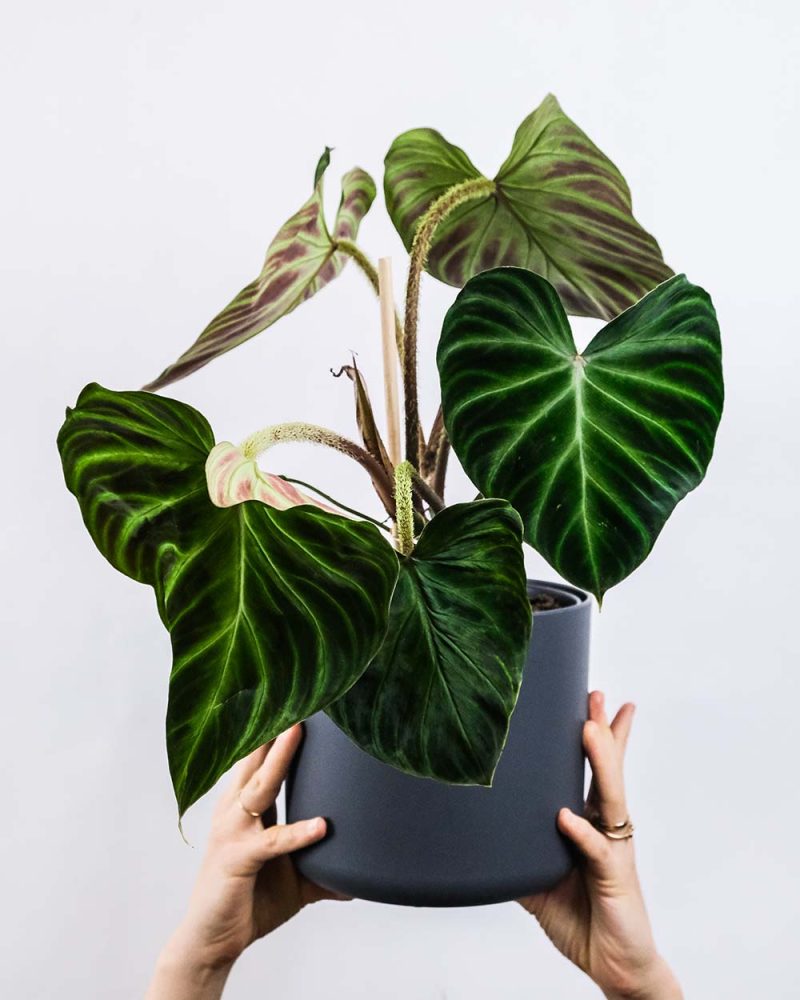 Treat Your Houseplants With These Summer Care Tips